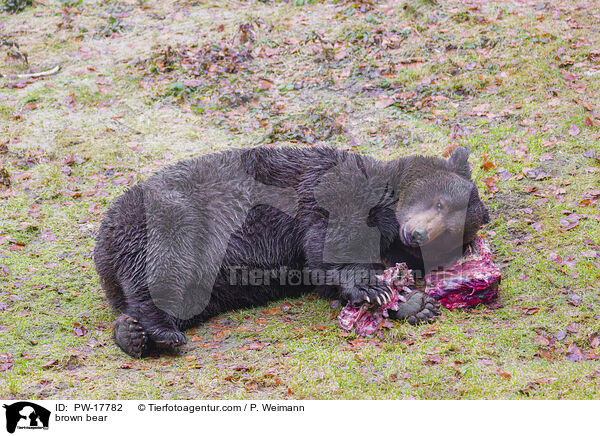 Europischer Braunbr / brown bear / PW-17782