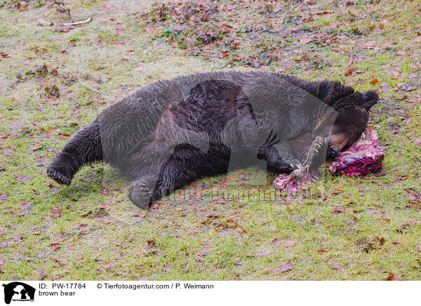 Europischer Braunbr / brown bear / PW-17784