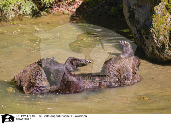 brown bear / PW-17846