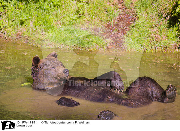 Europischer Braunbr / brown bear / PW-17851
