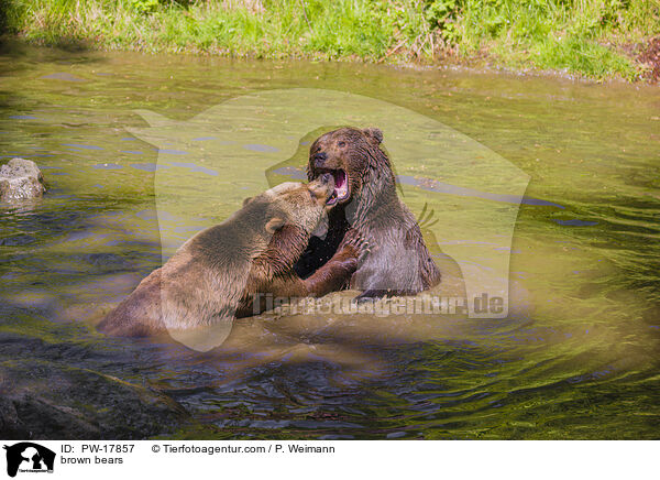 Europische Braunbren / brown bears / PW-17857