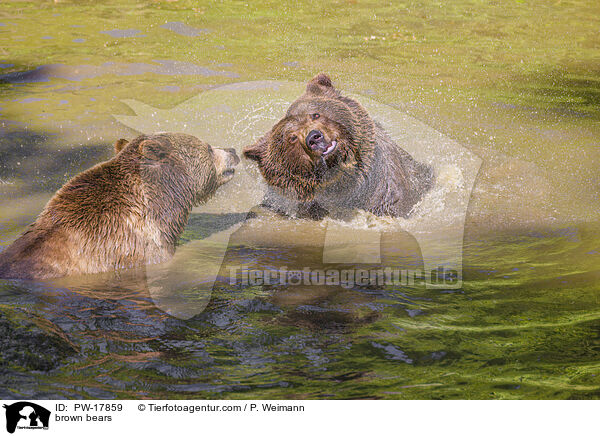 Europische Braunbren / brown bears / PW-17859