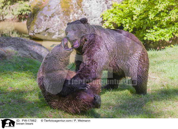 Europische Braunbren / brown bears / PW-17862