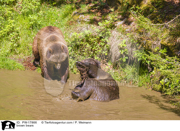 Europische Braunbren / brown bears / PW-17866
