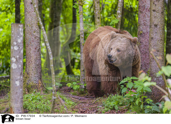 brown bear / PW-17934