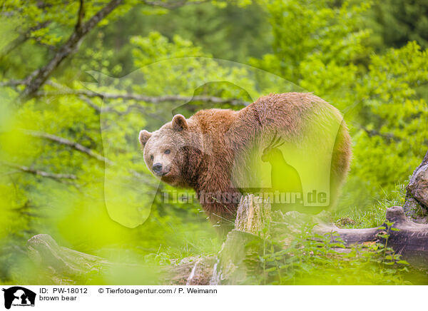 brown bear / PW-18012