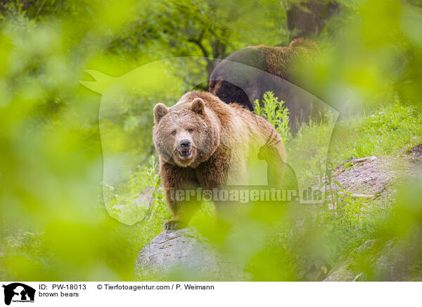 brown bears / PW-18013