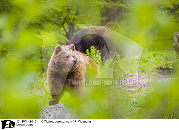 brown bears / PW-18015