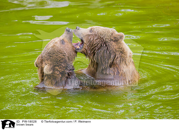 brown bears / PW-18028