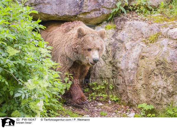 brown bear / PW-18047