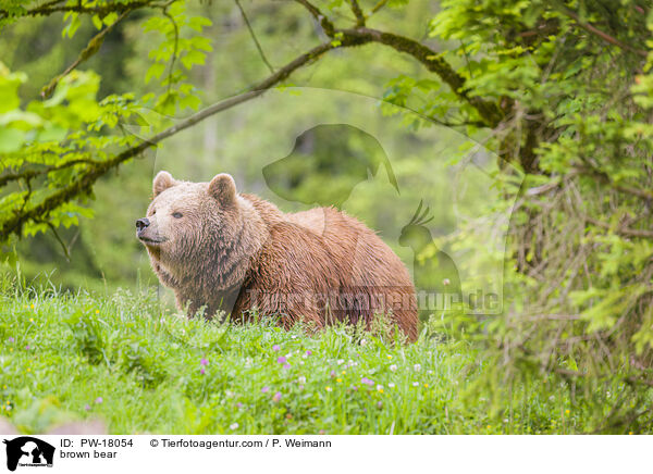 brown bear / PW-18054