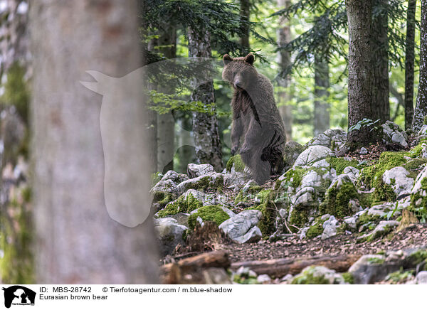 Europischer Braunbr / Eurasian brown bear / MBS-28742