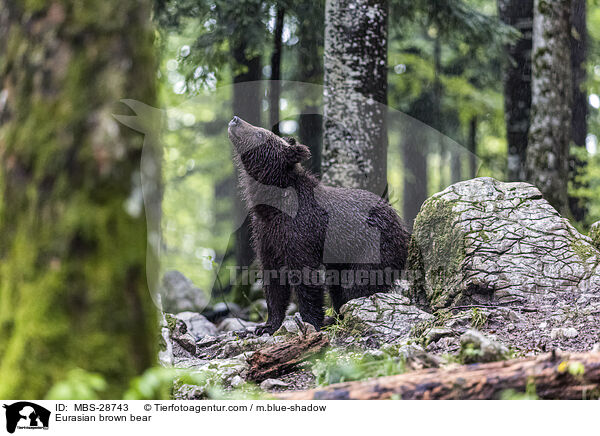 Europischer Braunbr / Eurasian brown bear / MBS-28743