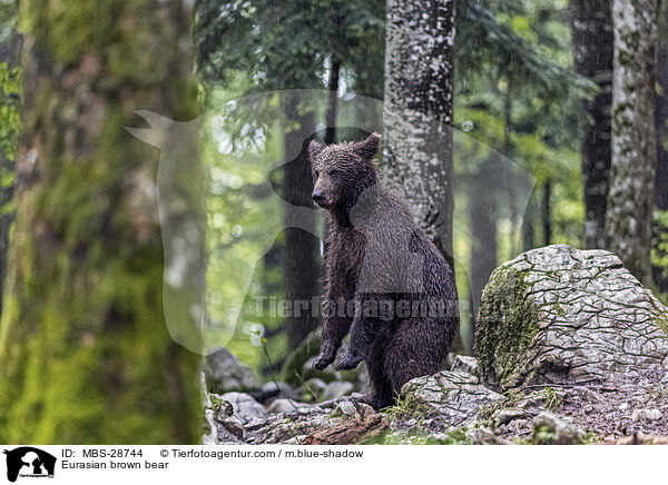 Eurasian brown bear / MBS-28744