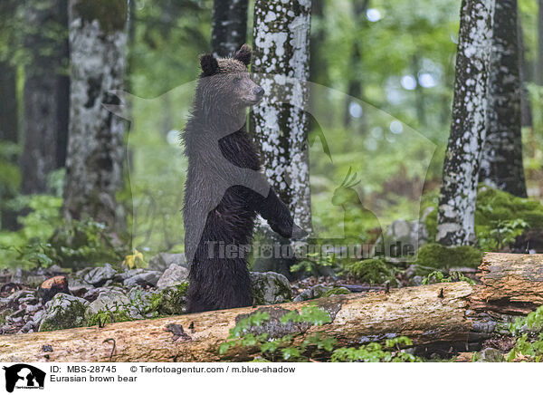 Europischer Braunbr / Eurasian brown bear / MBS-28745