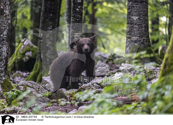 Europischer Braunbr / Eurasian brown bear / MBS-28746