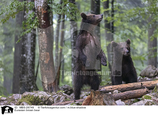 Eurasian brown bear / MBS-28748