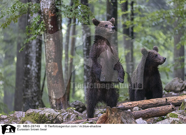 Eurasian brown bear / MBS-28749