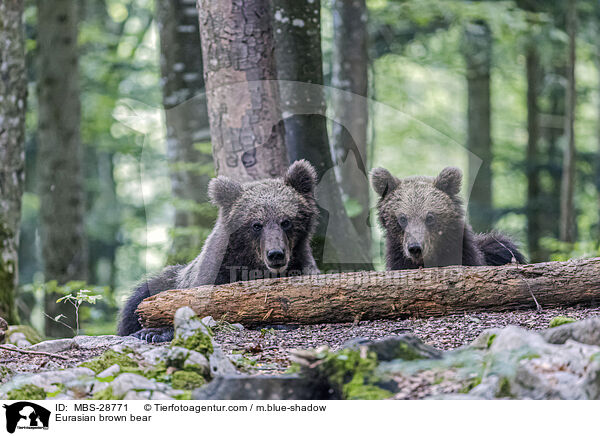 Eurasian brown bear / MBS-28771