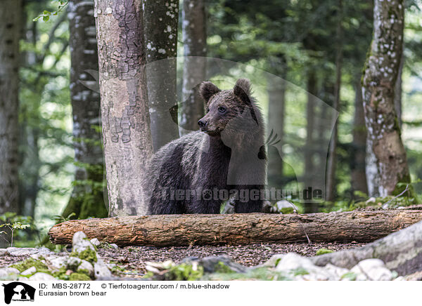 Eurasian brown bear / MBS-28772