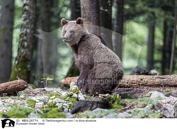 Eurasian brown bear / MBS-28774