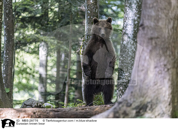 Eurasian brown bear / MBS-28776
