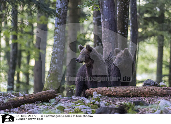 Eurasian brown bear / MBS-28777