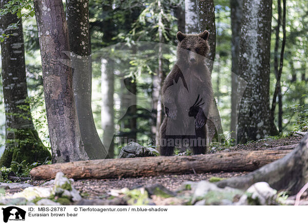 Eurasian brown bear / MBS-28787