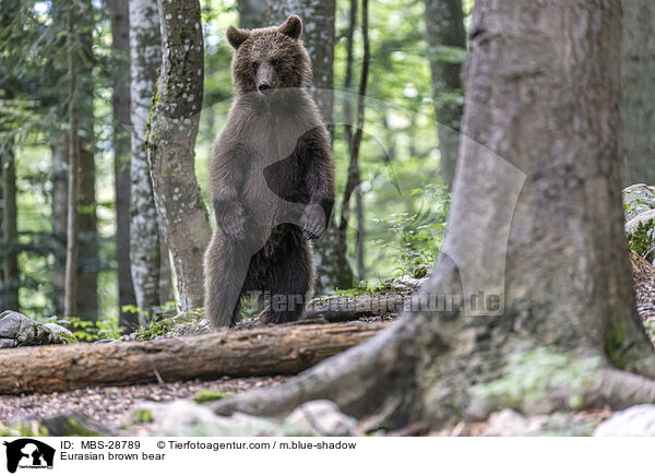 Eurasian brown bear / MBS-28789