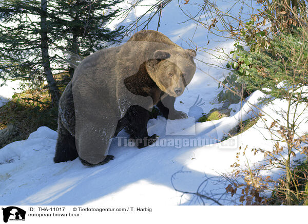 Europischer Braunbr / european brown bear / THA-11017
