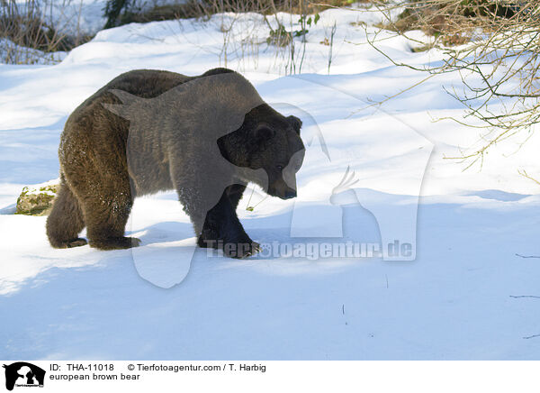 Europischer Braunbr / european brown bear / THA-11018
