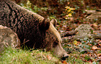 european brown bear
