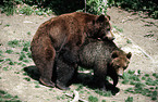 european brown bear