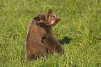 young brown bears