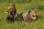 young brown bears