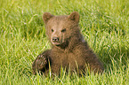 young brown bear