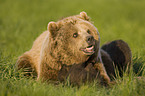 brown bear