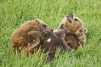 brown bears