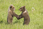 young brown bears