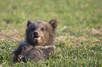 young brown bear