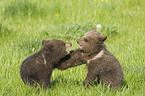 young brown bear