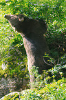 european brown bear