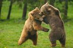 playing european brown bears
