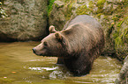 brown bear