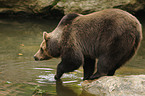 brown bear