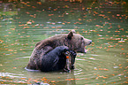 brown bear