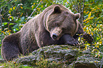 brown bear