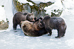 brown bears