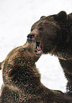 brown bears