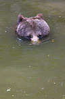 brown bear